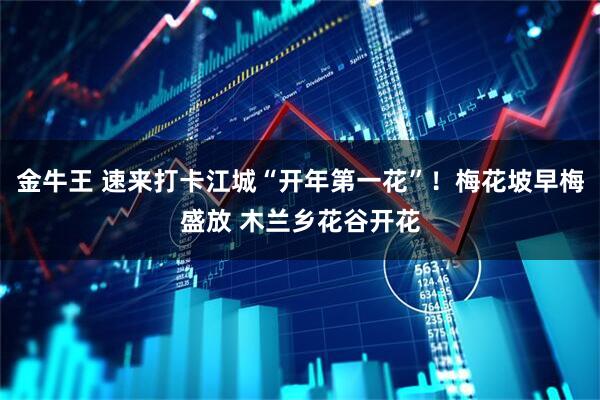 金牛王 速来打卡江城“开年第一花”！梅花坡早梅盛放 木兰乡花谷开花